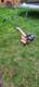 Eurosystem Z2 Rotavator Briggs & Stratton 4 Stroke Engine Very Powerful Unit