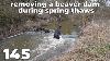 Removing A Beaver Dam During Spring Thaws No 145