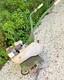 Rotavator Tiller Wolseley Webb Wizard With Briggs Stratton Engine Vintage